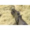 G36K RAS airsoft